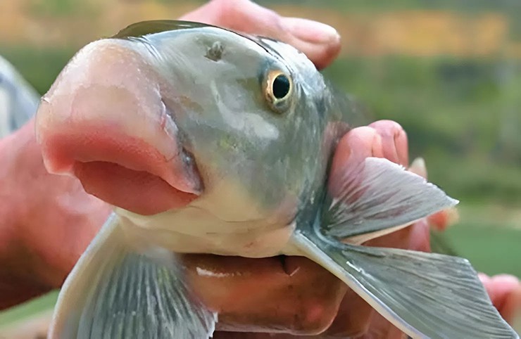 Loài cá được ví như 