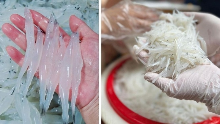 Cá thủy tinh được đánh giá cao về giá trị dinh dưỡng