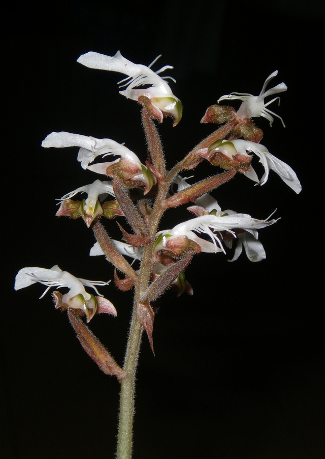 Loài cực quý có giá trị cao vừa được phát hiện ở Việt Nam ở độ cao 1650m, khiến giới khoa học vui mừng- Ảnh 3.