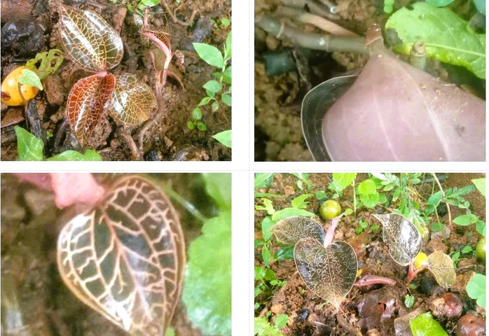 Loài cực quý có giá trị cao vừa được phát hiện ở Việt Nam ở độ cao 1650m, khiến giới khoa học vui mừng- Ảnh 1.