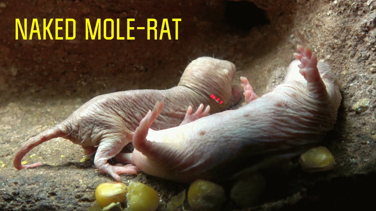 Loài động vật có vú gần như máu lạnh duy nhất còn sống khiến giới khoa học bối rối vì quá khác thường- Ảnh 1. Loài động vật có vú gần như máu lạnh duy nhất còn sống khiến giới khoa học bối rối vì quá khác thường- Ảnh 1.