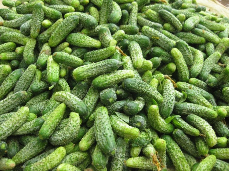 Dưa chuột bao tử là loại rau củ quen thuộc, được nhiều người ưa chuộng nhờ vị giòn ngọt, thanh mát và dễ chế biến