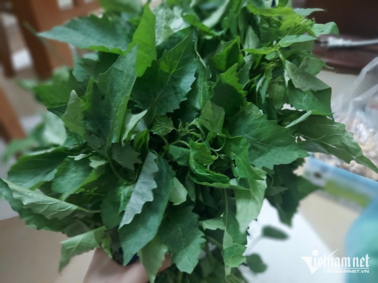 Rau tầm bóp. Ảnh: N. Huyền 