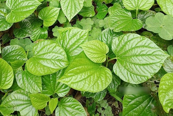 Loại rau này có tính ấm, giúp tán hàn khỏi cơ thể và ngăn ngừa cảm lạnh.