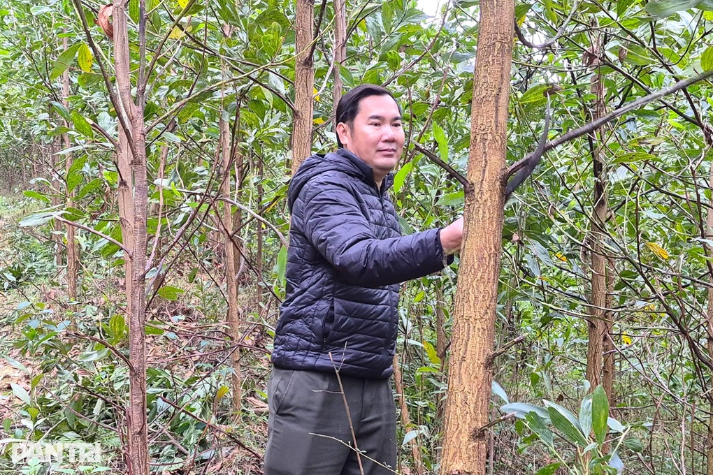 Lợi ích kép từ trồng rừng theo chứng chỉ xanh - 1