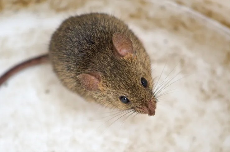 Lý do chuột, nhện, gián “tổng tấn công” nhà bạn mùa đông và cách ngăn chúng lại- Ảnh 1.