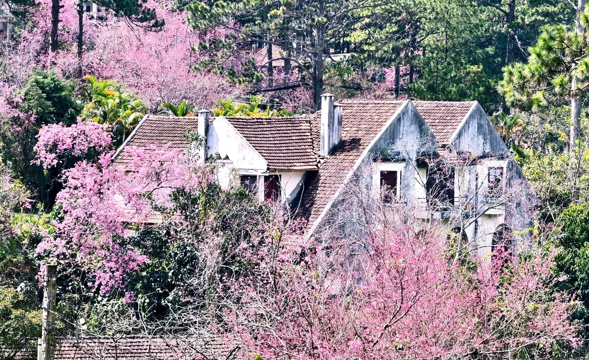 Mai anh đào nở rộ, 'nhuộm hồng' Đà Lạt trước Tết Bính Ngọ- Ảnh 16.