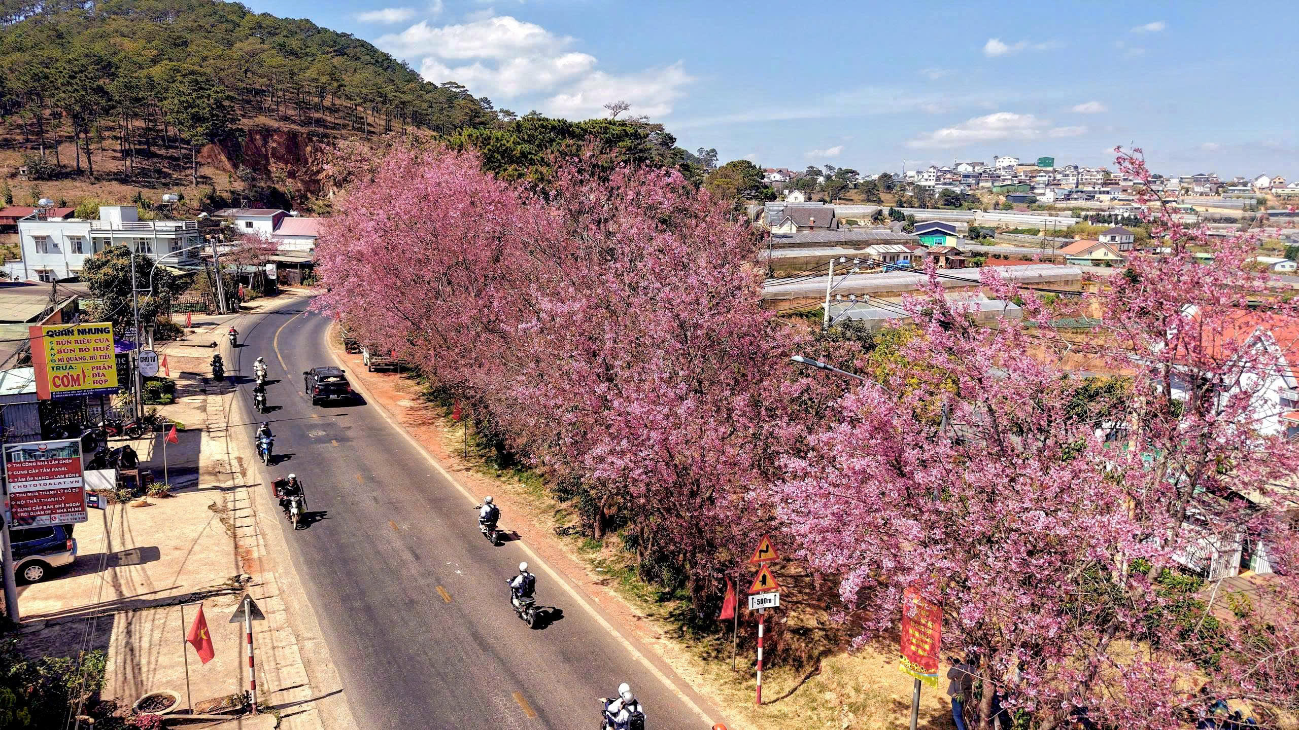 Mai anh đào nở rộ, 'nhuộm hồng' Đà Lạt trước Tết Bính Ngọ- Ảnh 1.