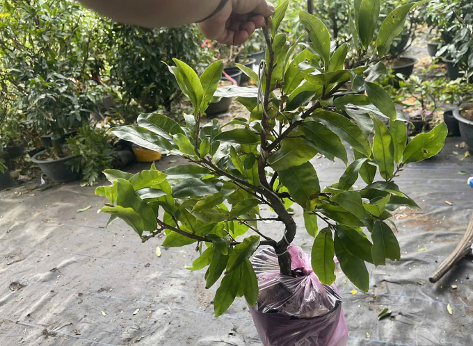 Cây mai mini tại vườn nhà ông Quang Anh, Bến Tre cũ. Ảnh: Quang Anh