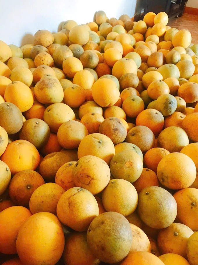 Năm nay, gia đình anh Lịch mua trên 50 quả bưởi Diễn. Ảnh: NVCC.