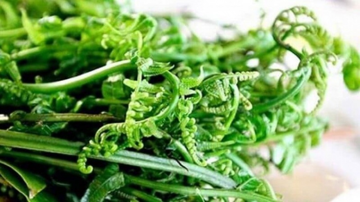 Rau dớn không chỉ là món ăn quen thuộc của núi rừng mà còn là nguồn thực phẩm tự nhiên bổ dưỡng
