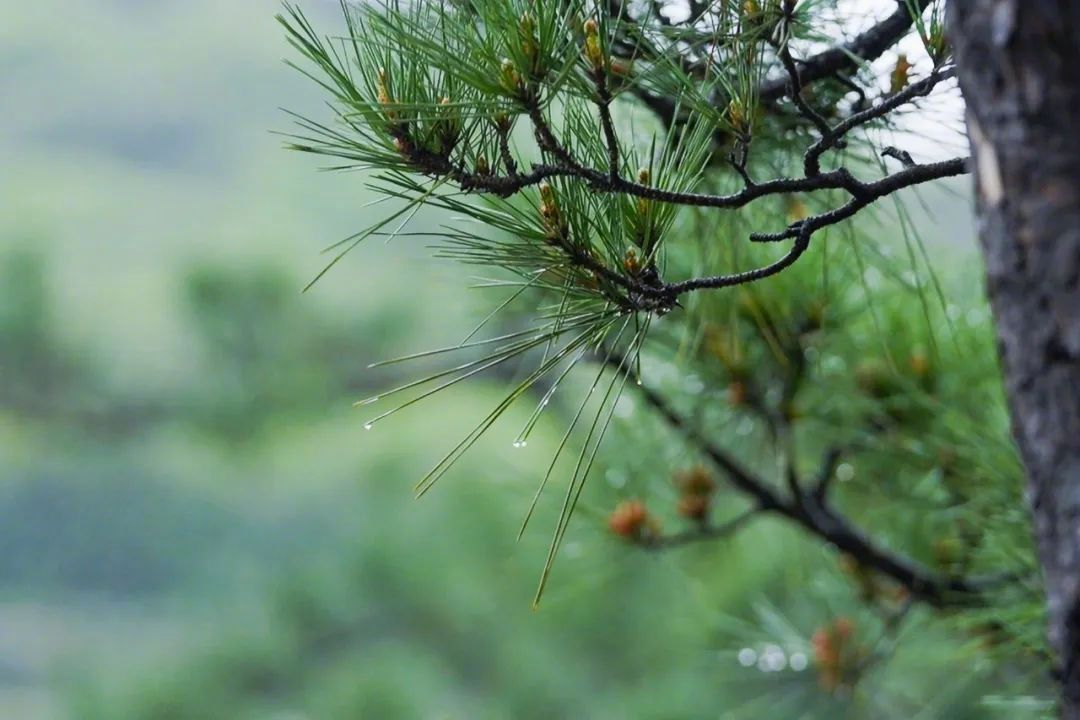 300m² đất thuê, 30 năm chỉ trồng 2 loại cây: Một bài toán “giữ tiền” ngược đời của đôi vợ chồng trung niên- Ảnh 8.