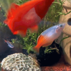 Một sinh vật lạ trông giống châu chấu đã xuất hiện trong bể cá và bơi cực nhanh, cư dân mạng cảnh báo nếu không bắt nhanh nó sẽ ăn hết cá- Ảnh 1. Một sinh vật lạ trông giống châu chấu đã xuất hiện trong bể cá và bơi cực nhanh, cư dân mạng cảnh báo nếu không bắt nhanh nó sẽ ăn hết cá- Ảnh 1.