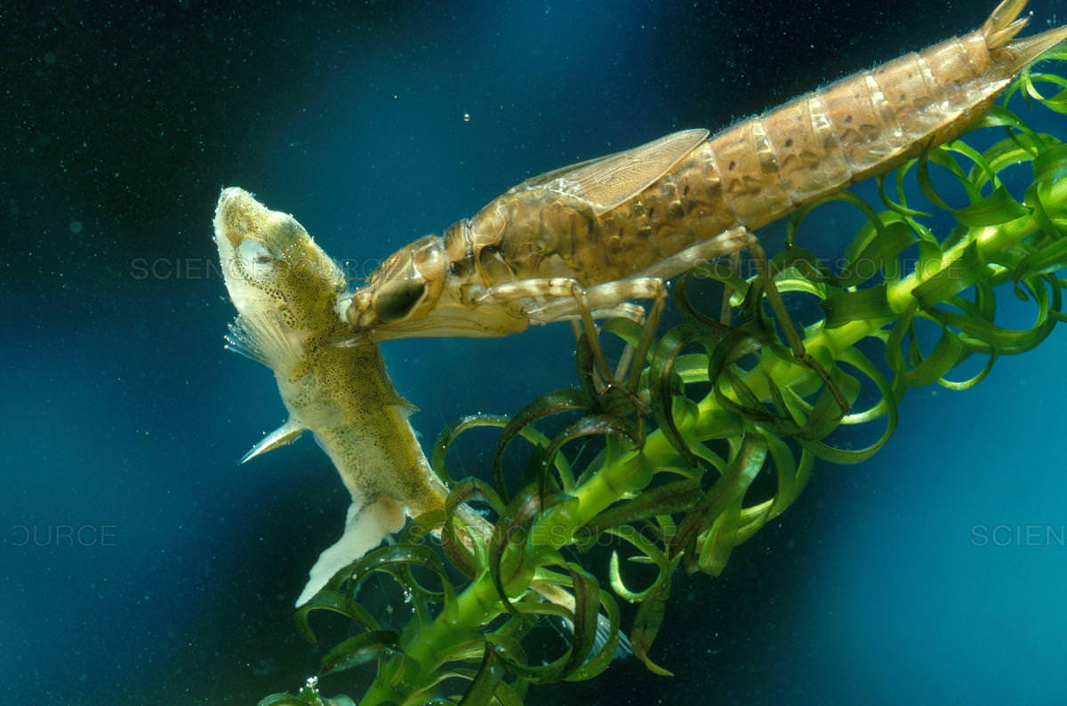 Một sinh vật lạ trông giống châu chấu đã xuất hiện trong bể cá và bơi cực nhanh, cư dân mạng cảnh báo nếu không bắt nhanh nó sẽ ăn hết cá- Ảnh 3. Một sinh vật lạ trông giống châu chấu đã xuất hiện trong bể cá và bơi cực nhanh, cư dân mạng cảnh báo nếu không bắt nhanh nó sẽ ăn hết cá- Ảnh 3.