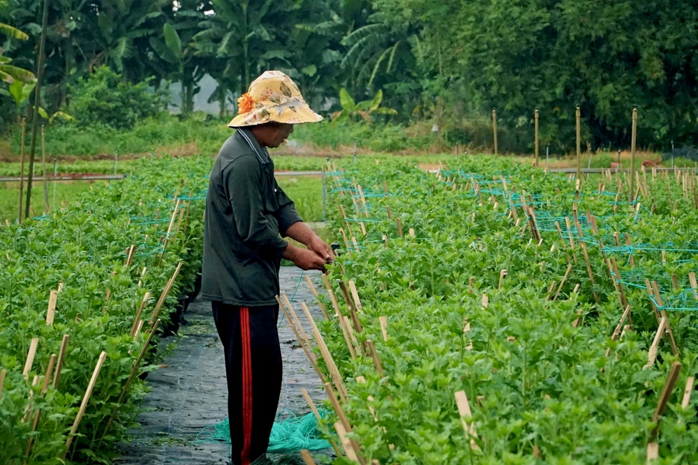 Nhà vườn miệt mài chăm sóc từng chậu hoa để kịp nở đúng dịp Tết Nguyên đán 2026. Ảnh: HẢI NHI nhà vườn (6).jpg