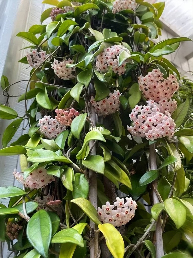 Muốn nhà lúc nào cũng thơm ngát, hãy trồng ngay 7 loại cây này- Ảnh 3.