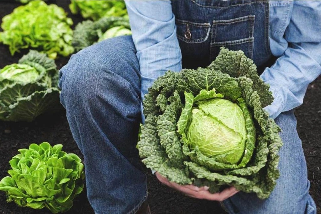 Mỹ: Nghiên cứu gợi ý nhóm rau củ quả ít tồn dư thuốc trừ sâu nhất - 1