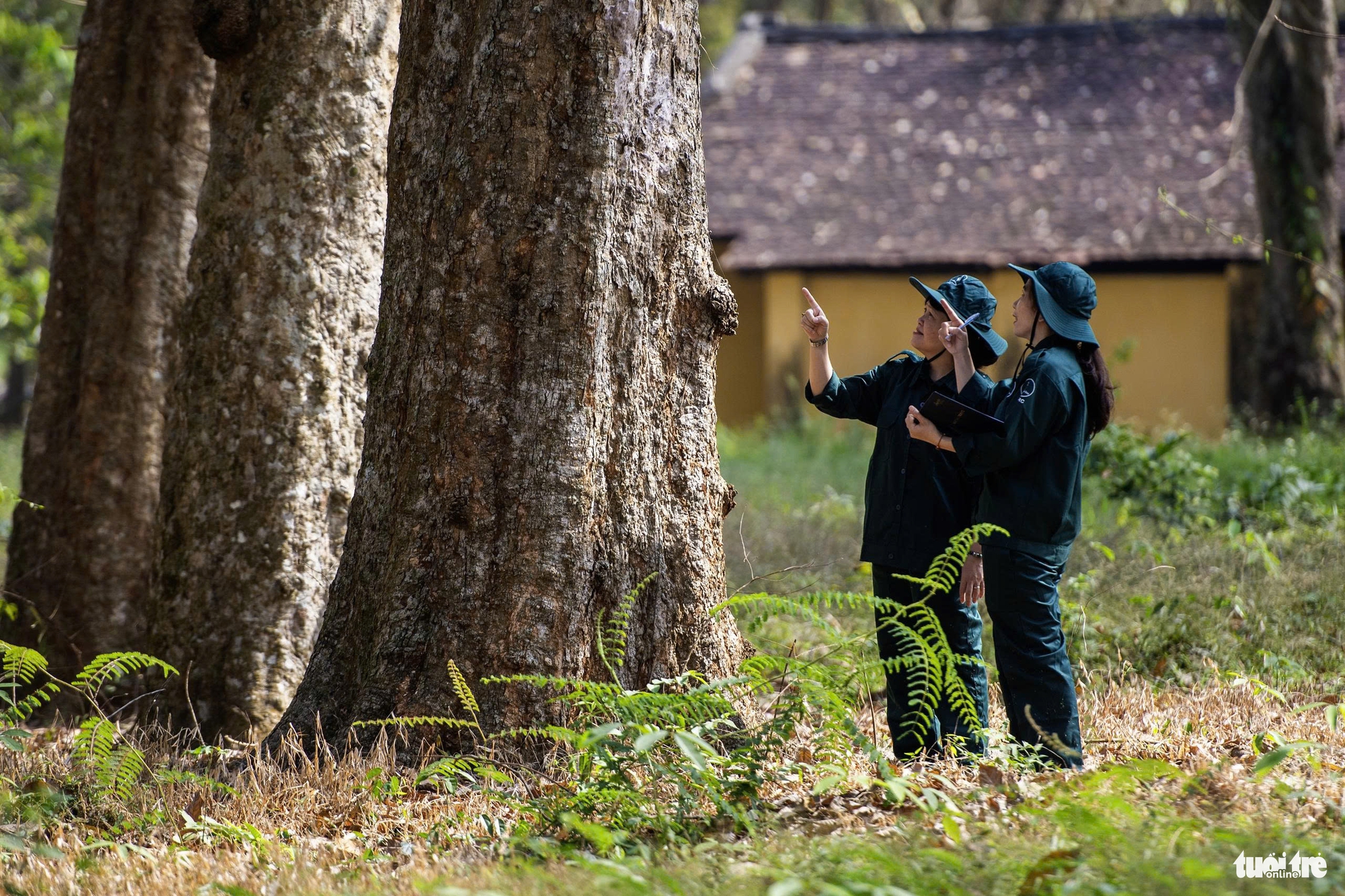 cao su cổ thụ - Ảnh 1.