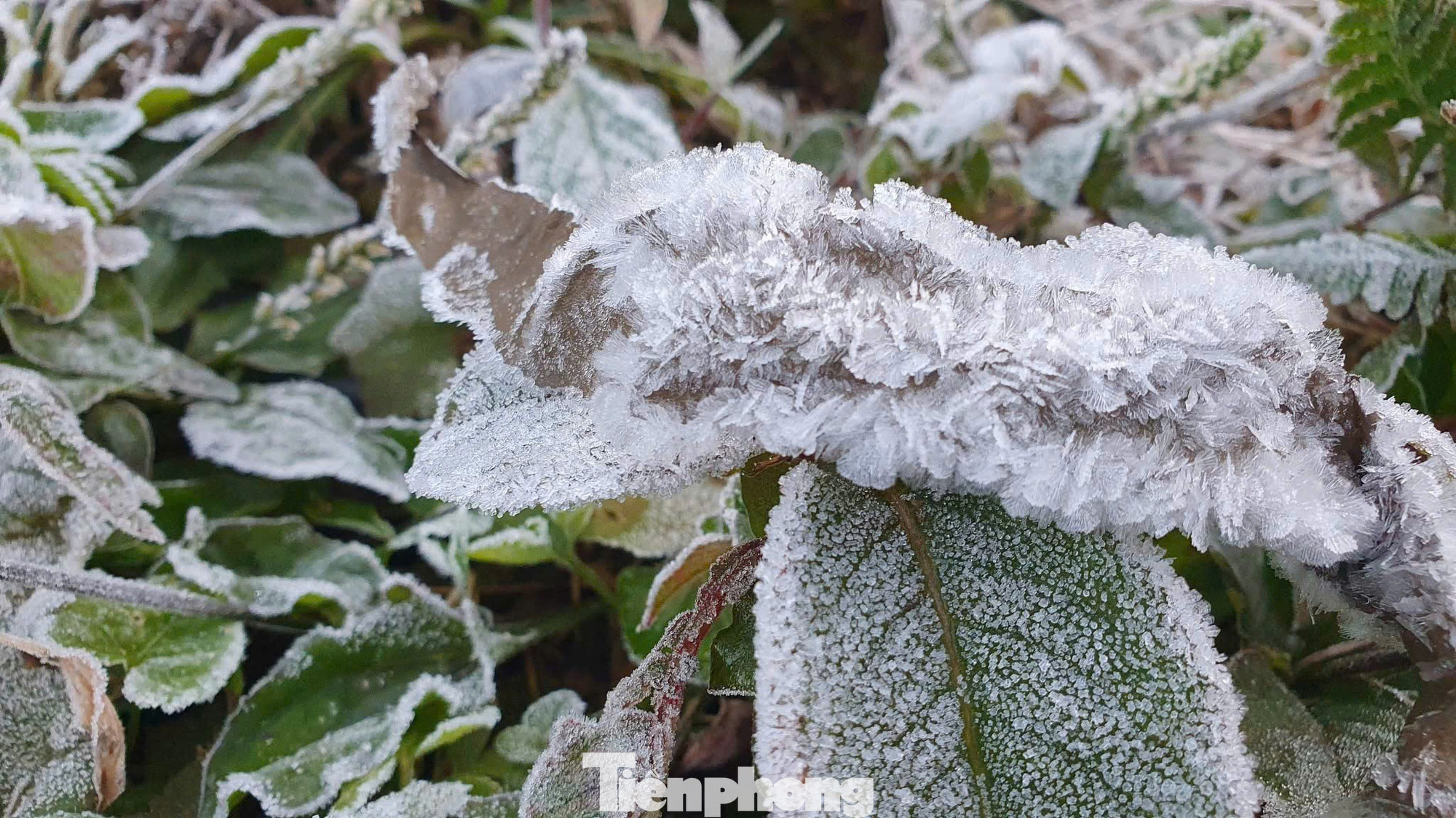 Ngoài Fansipan, Mẫu Sơn, hôm nay băng giá xuất hiện ở cả điểm miền Trung này- Ảnh 1. Ngoài Fansipan, Mẫu Sơn, hôm nay băng giá xuất hiện ở cả điểm miền Trung này- Ảnh 1.