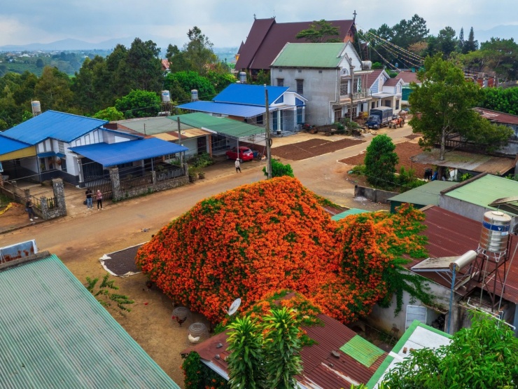 Ngôi nhà rực đỏ hoa xác pháo mang sắc Tết về vùng cao Lâm Đồng 1 Ngôi nhà rực đỏ hoa xác pháo mang sắc Tết về vùng cao Lâm Đồng - 1