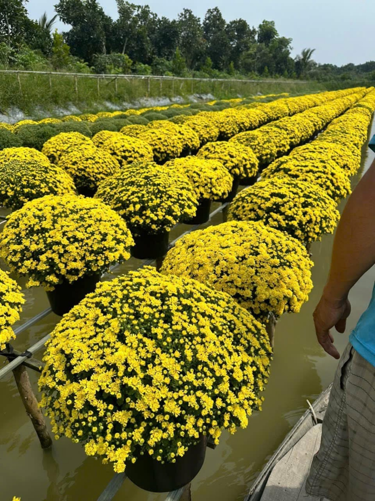 Ấm lòng ngày giáp Tết: Người dân TP.HCM chung tay giải cứu từng chậu cúc mâm xôi, giúp bà con nông dân miền Tây vơi bớt nỗi lo mất mùa- Ảnh 1.