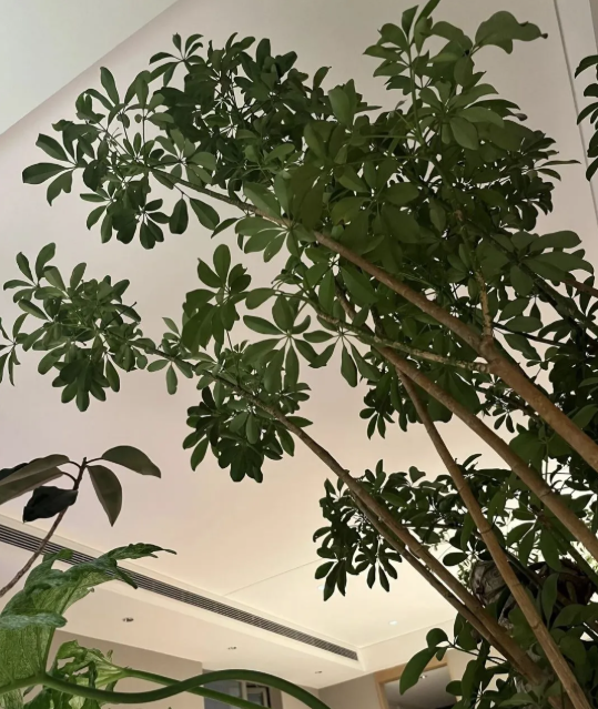 5 cây thu hút thịnh vượng, may mắn: Người giàu chuộng trồng, người nghèo chẳng để tâm- Ảnh 1.