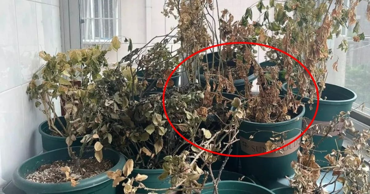 Người khôn không bao giờ giữ cây này trong nhà, người dại vẫn luyến tiếc không buông- Ảnh 1.