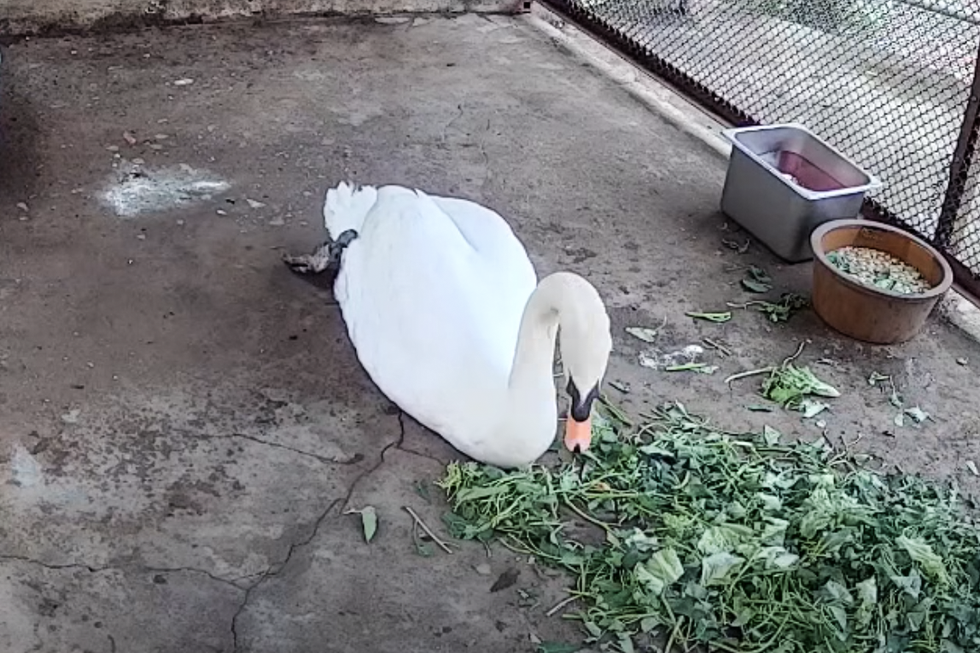 Người mua thiên nga trắng ở Thảo cầm viên Sài Gòn có thể bị xử lý ra sao? - 1