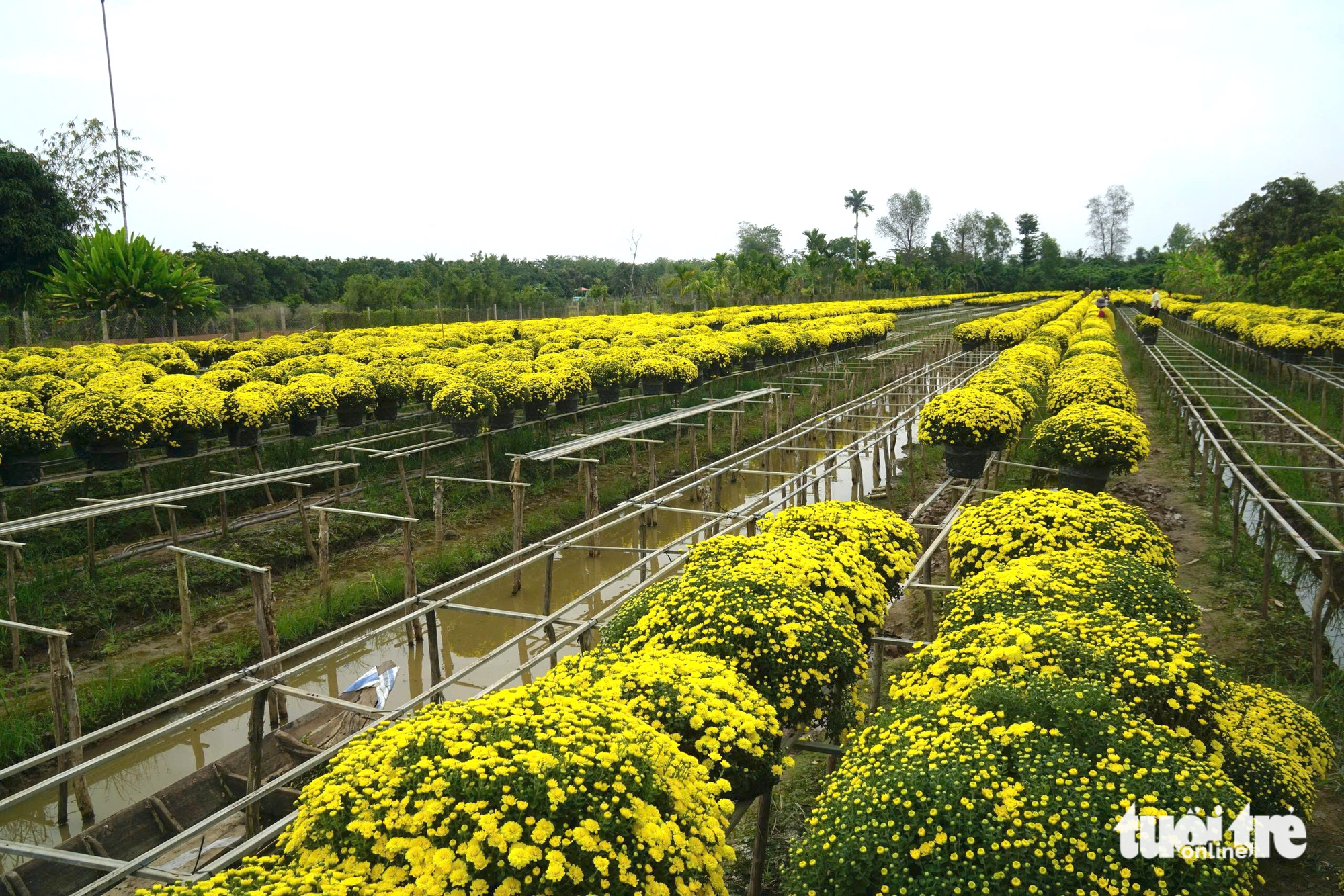 Người trồng cúc mâm xôi ở miền Tây nỗ lực đưa hoa ra chợ Tết sớm - Ảnh 1.