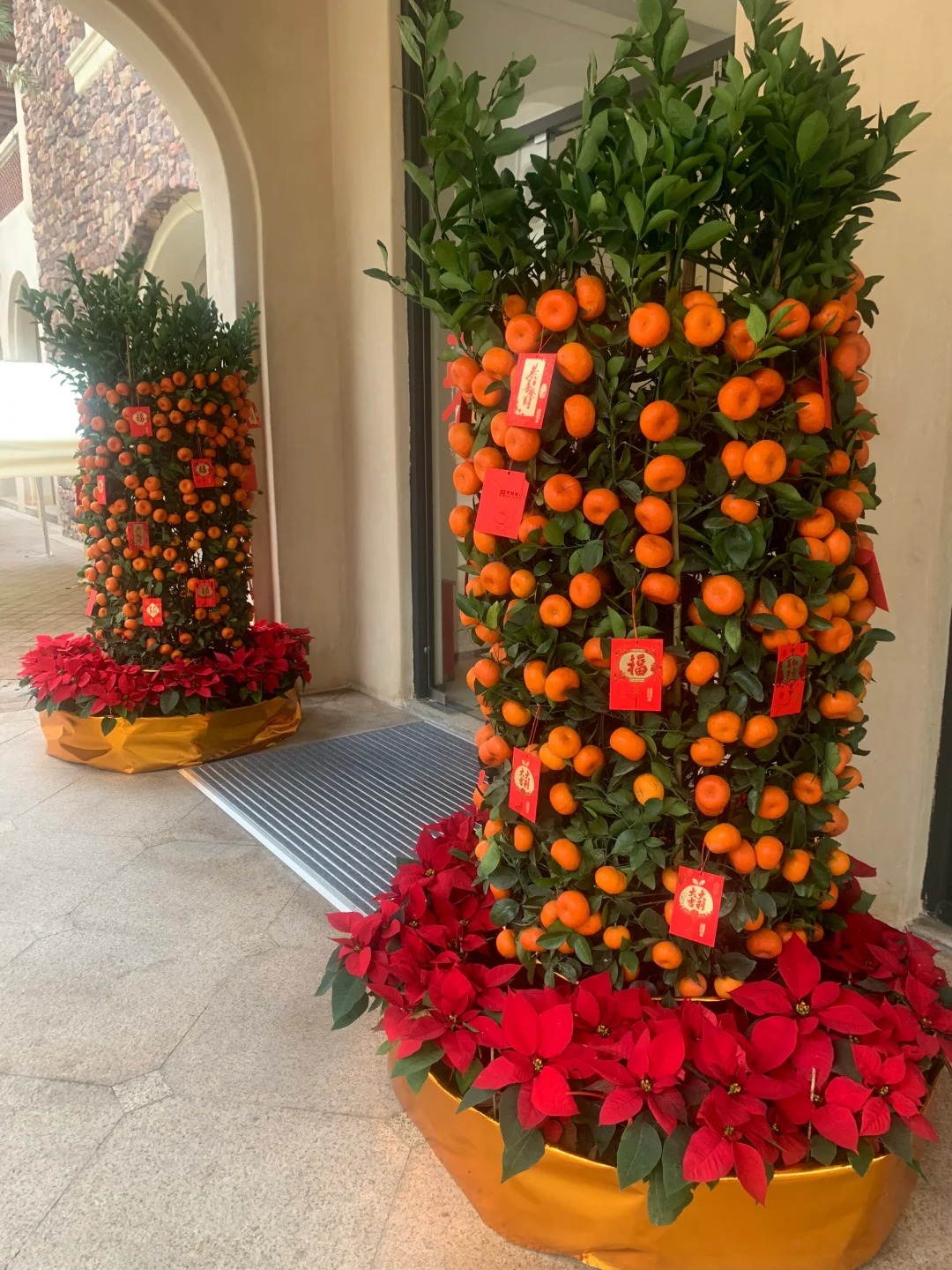 Nhà giàu chưng Tết không chọn chậu nhỏ, vì sao 