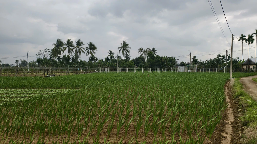 Ruộng hoa lay ơn ở làng hoa Nghĩa Hà, xã An Phú, tỉnh Quảng Ngãi. nha-vuon-quang-ngai-nin-tho-giu-ruong-lay-on-cho-tet- (5).jpg