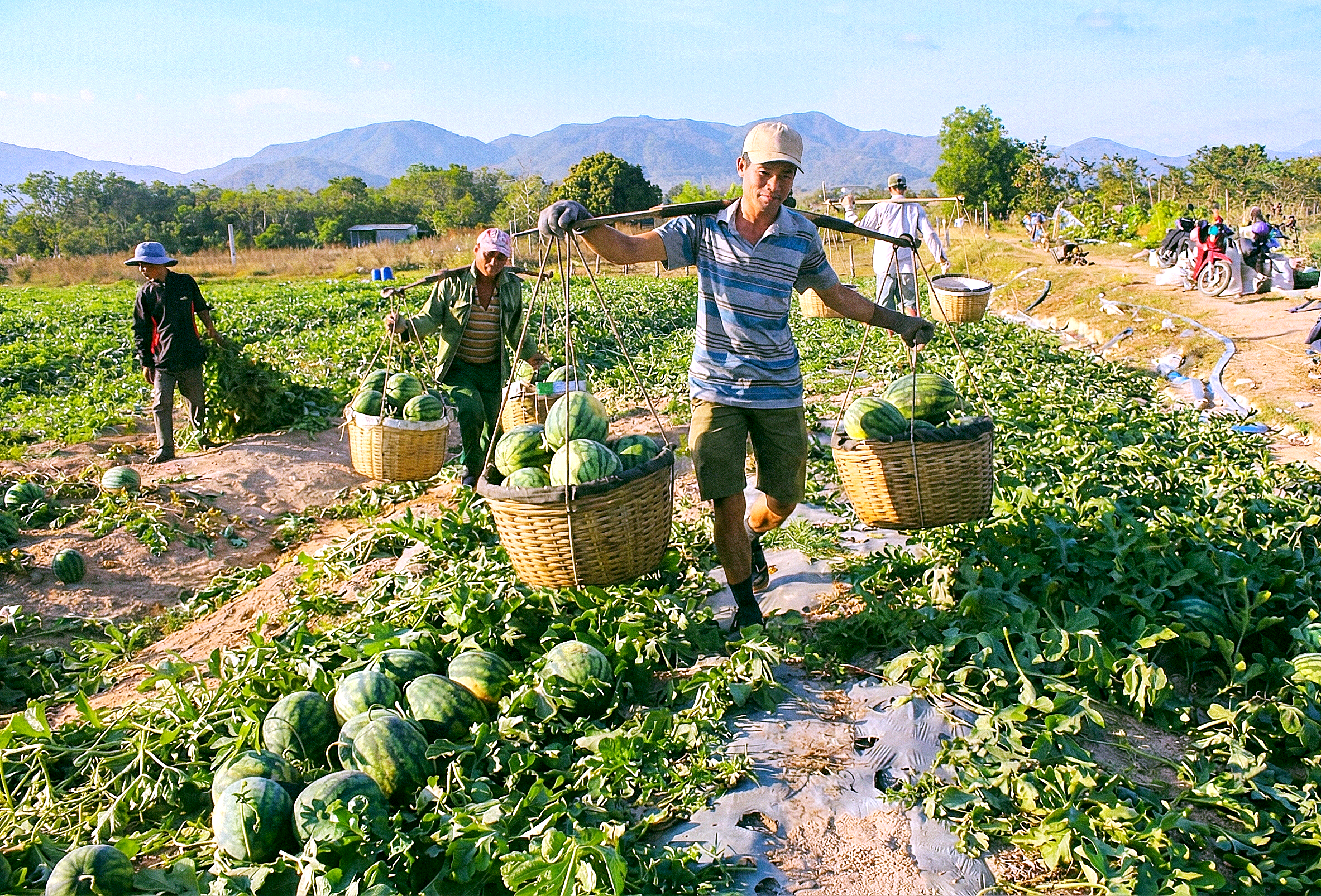 Những mùa gió chướng réo gọi Tết về - Ảnh 1.