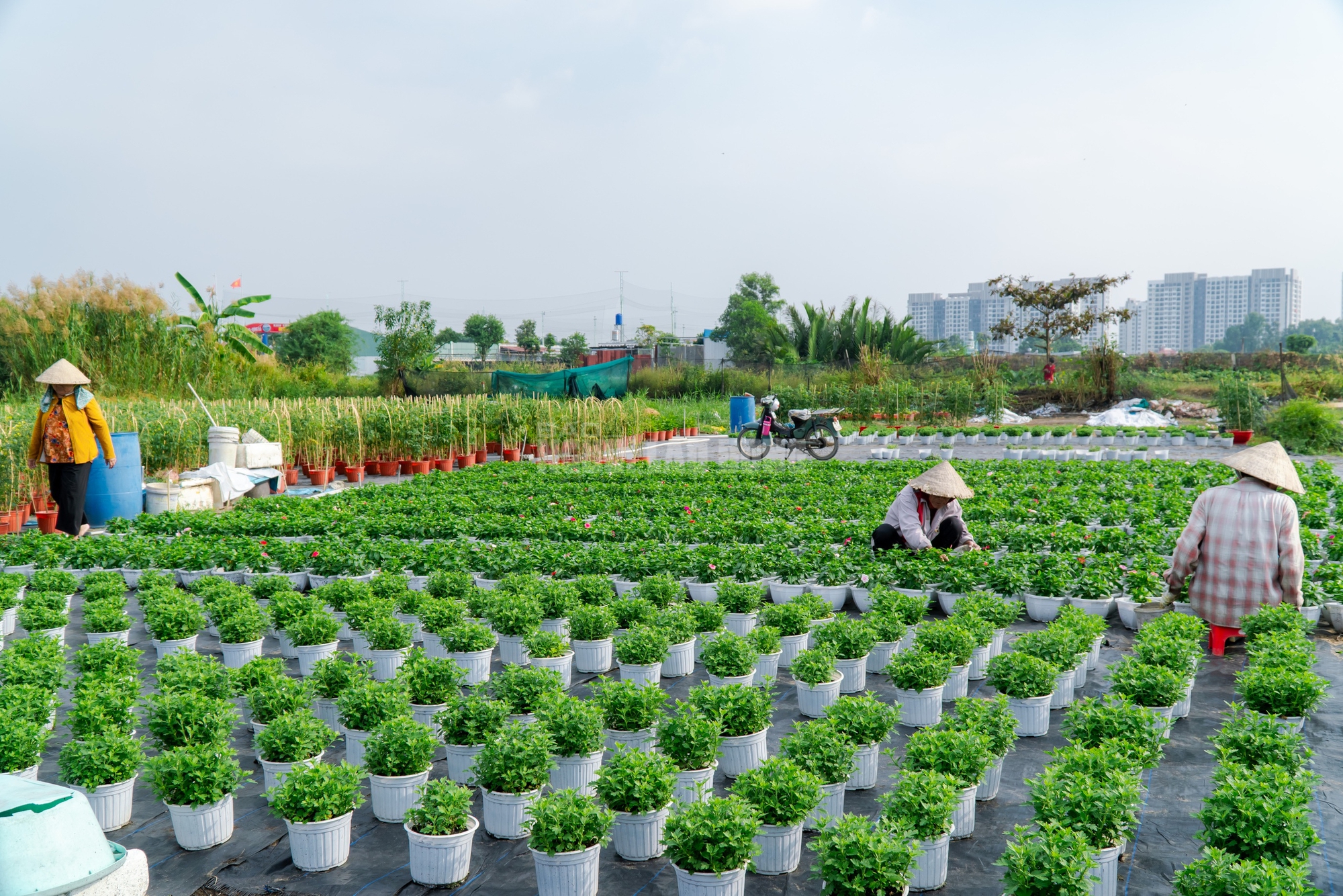 Nông dân làng hoa Thới An thấp thỏm với hoa Tết 1 VIDEO: Nông dân làng hoa Thới An tất bật mùa Tết, khó định giá hoa xứng công - Ảnh 1.