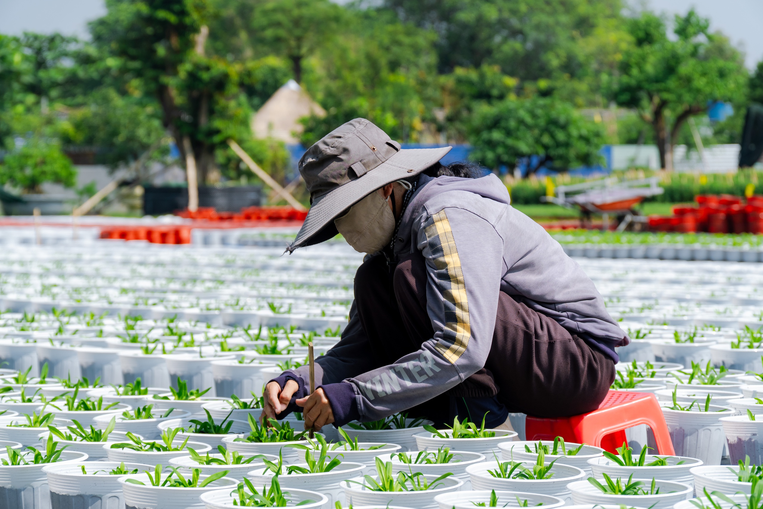 Nông dân làng hoa Thới An thấp thỏm với hoa Tết 13 VIDEO: Nông dân làng hoa Thới An tất bật mùa Tết, khó định giá hoa xứng công - Ảnh 16.