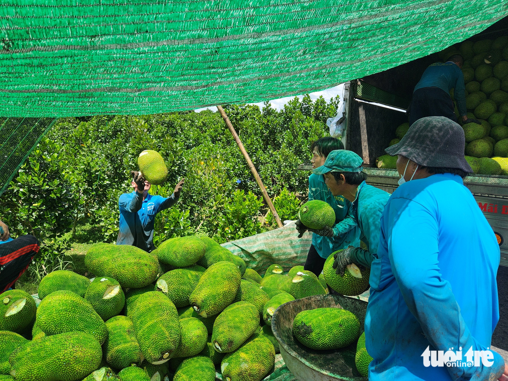 giá mít - Ảnh 1.