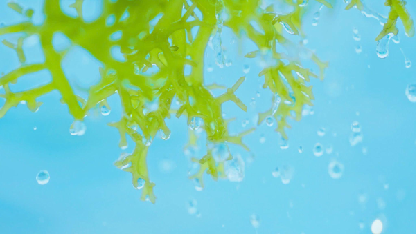 Nước Rong Biển Long Hải – Lắc mạnh mẽ, bùng nổ năng lượng- Ảnh 2. Nước Rong Biển Long Hải – Lắc mạnh mẽ, bùng nổ năng lượng- Ảnh 2.