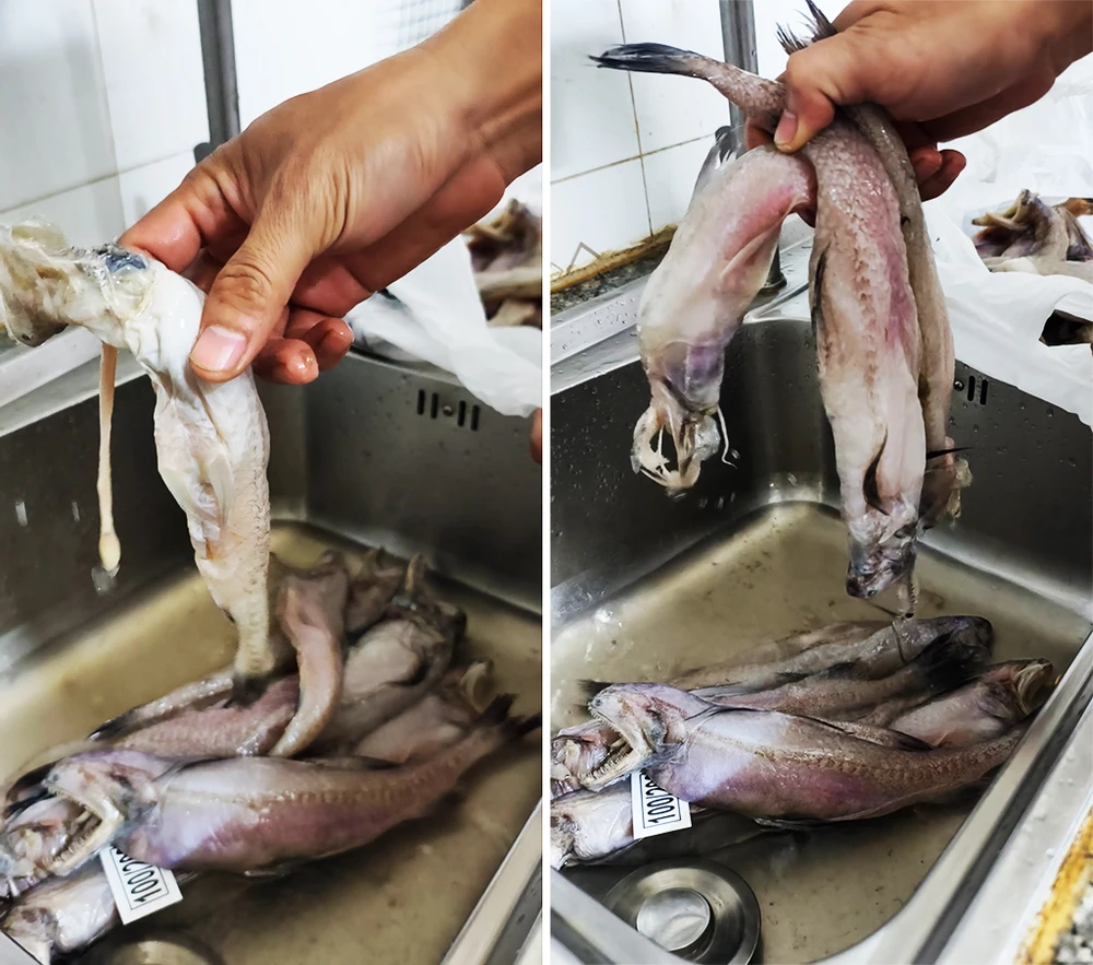 Theo người dân phản ánh, cá khoai đông lạnh có dấu hiệu hư hỏng, bốc mùi. Ảnh: NDCC phat-180-trieu-buoc-tieu-huy-hon-10-tan-hang-o-cong-ty-kinh-doanh-thuc-pham-khong-ro-nguon-goc.jpg