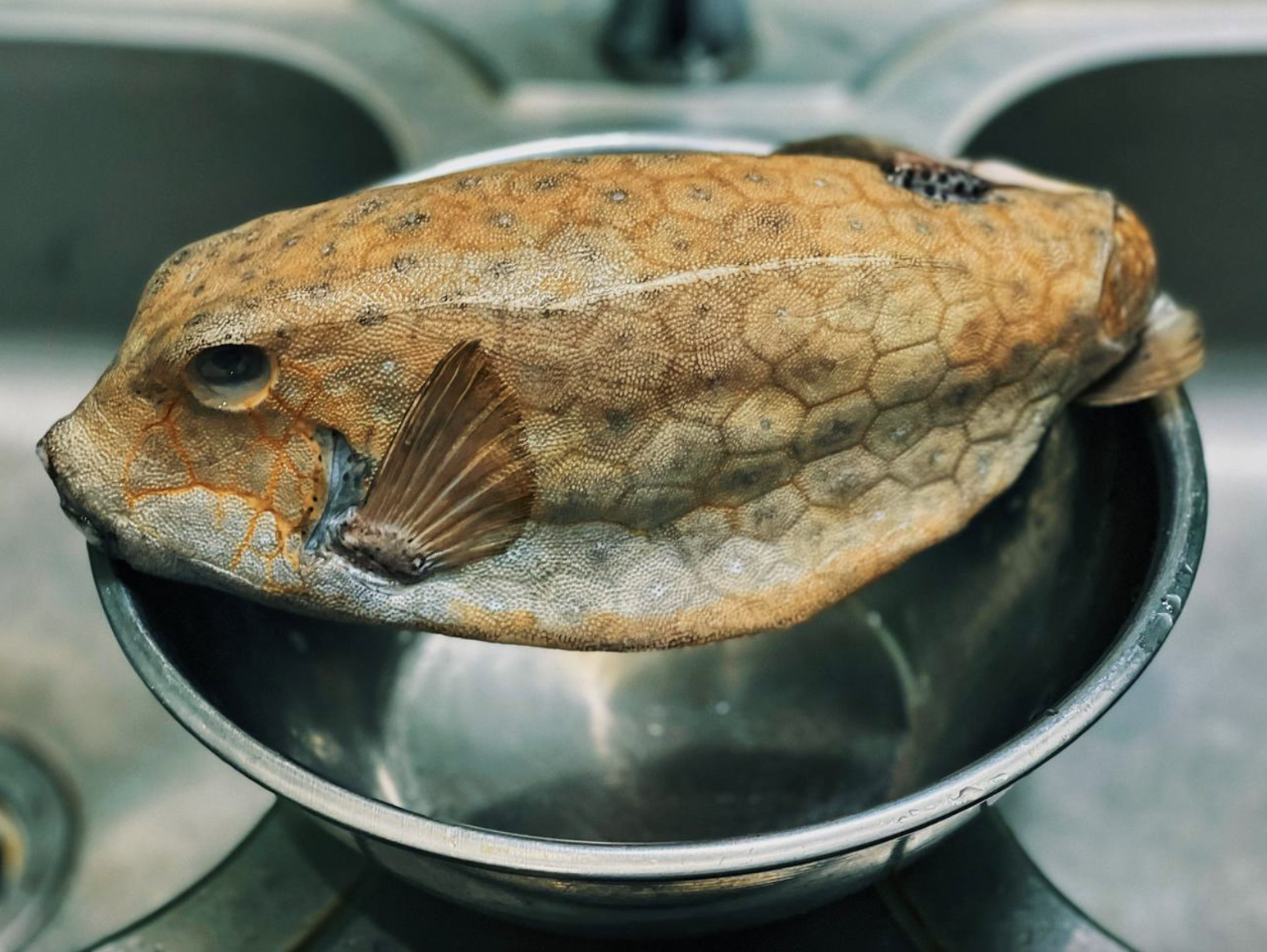 Quai ngu co hinh hai dang so o vung bien