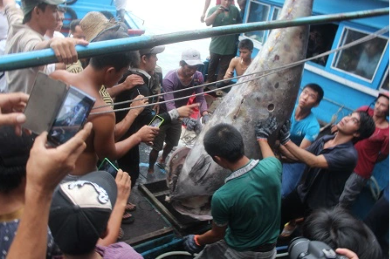 Quai ngu vi nhu vang do cua dai duong tung