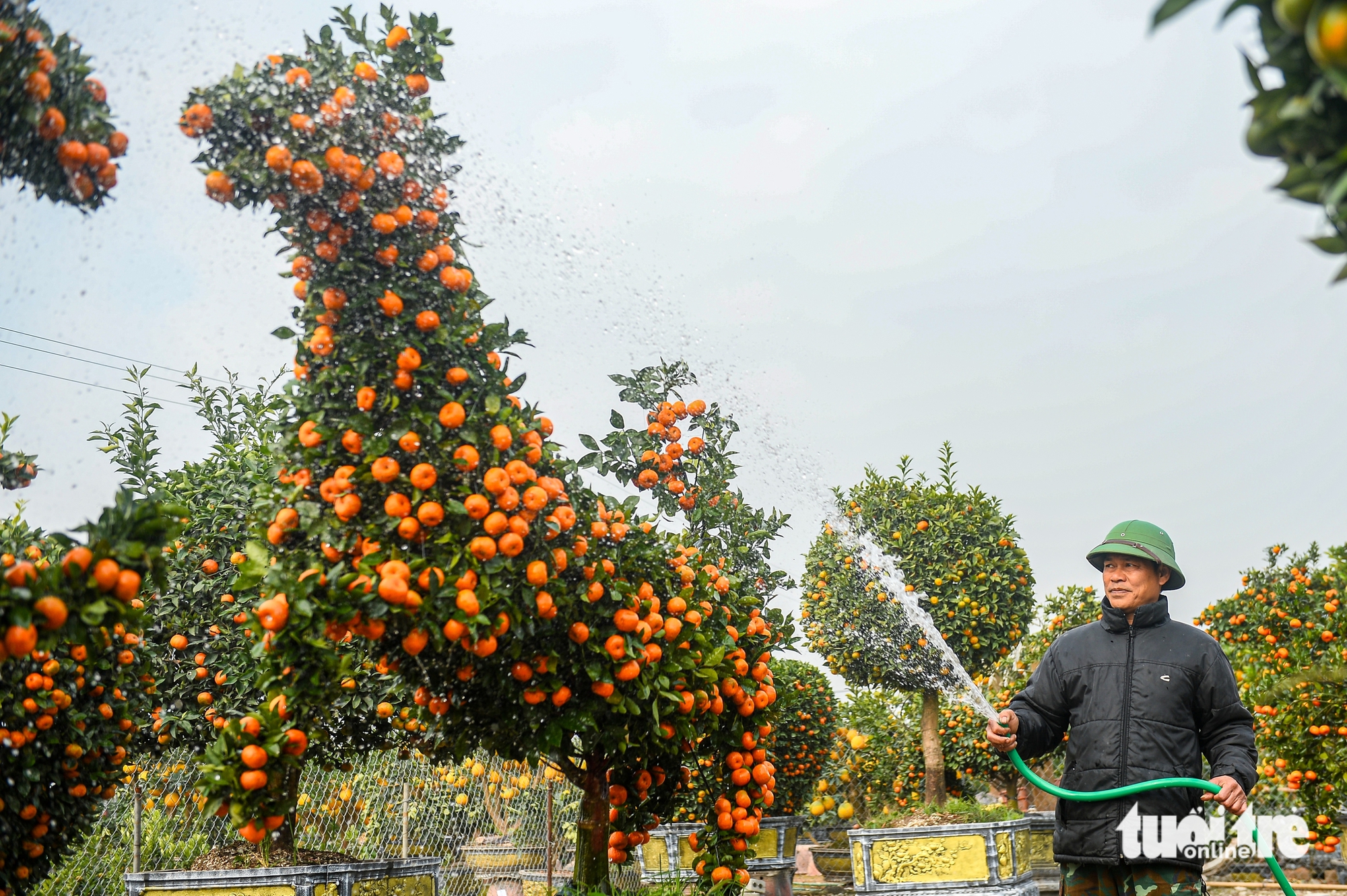 quýt hình ngựa - Ảnh 1.