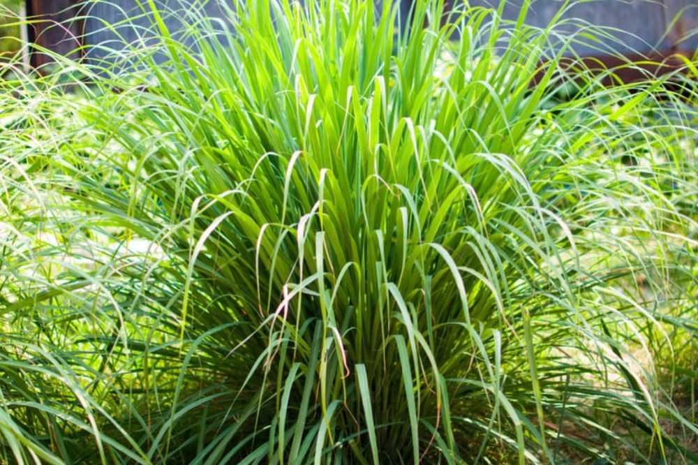 Rắn sợ nhất 5 cây này- Ảnh 1.