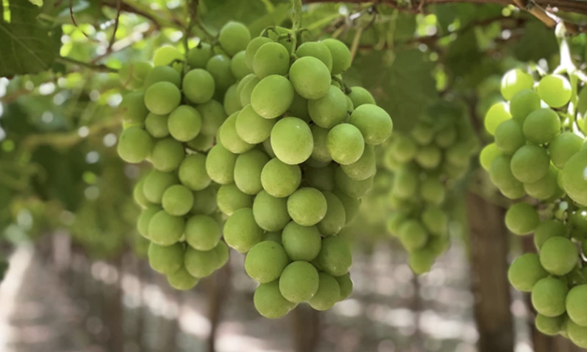 Rau qua My o at vao Viet Nam