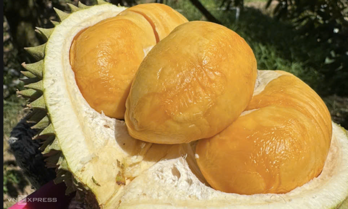 Sầu riêng tại nhà vườn ở Cần Thơ. Ảnh: Mạnh Khương