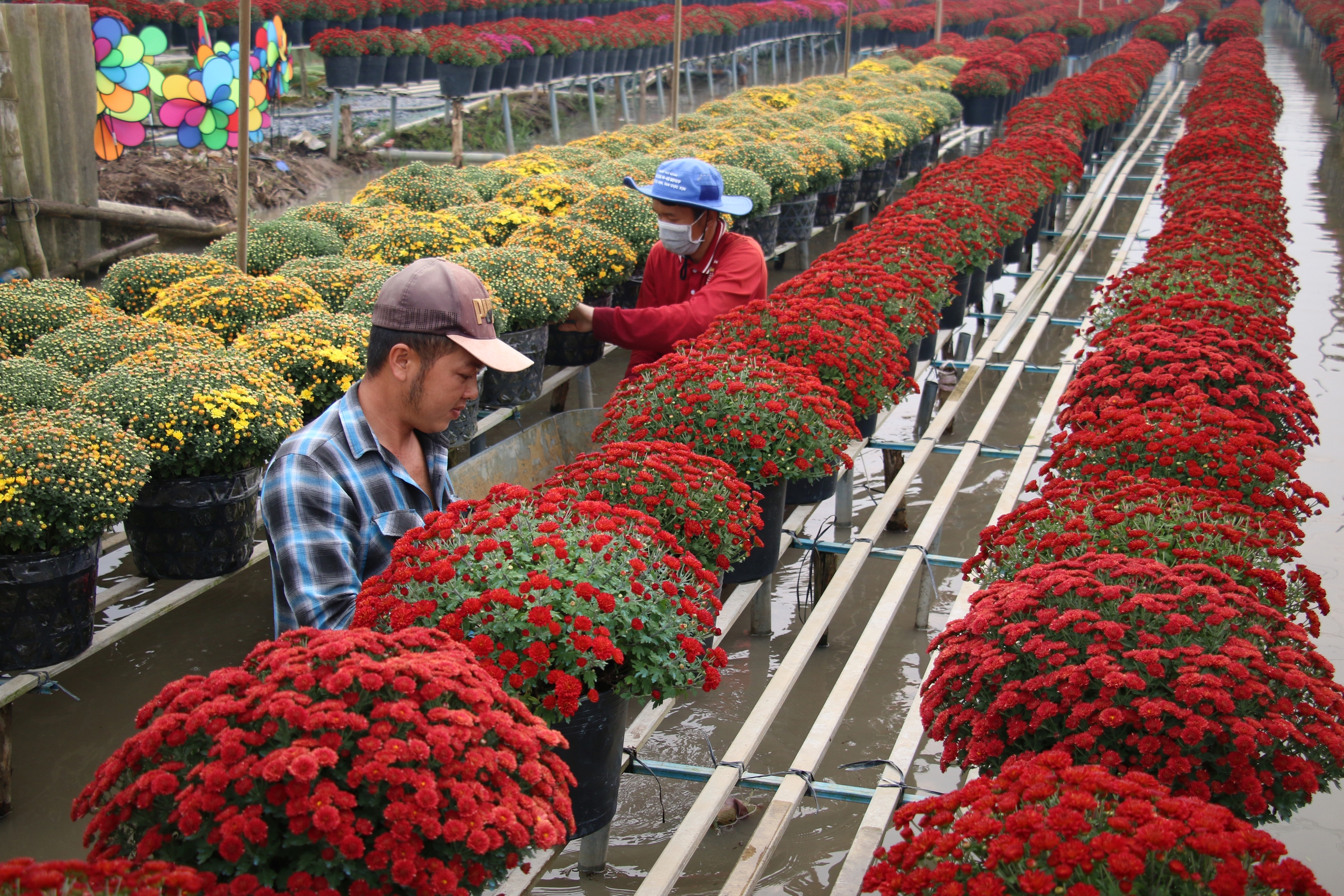 Rộn ràng hoa Tết 1 Rộn ràng hoa Tết - Ảnh 1.