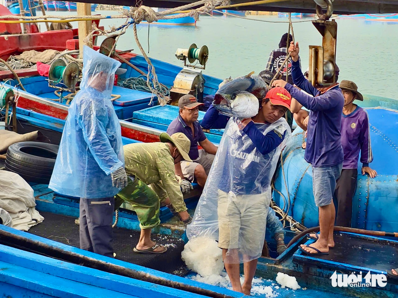 cá ngừ - Ảnh 1.