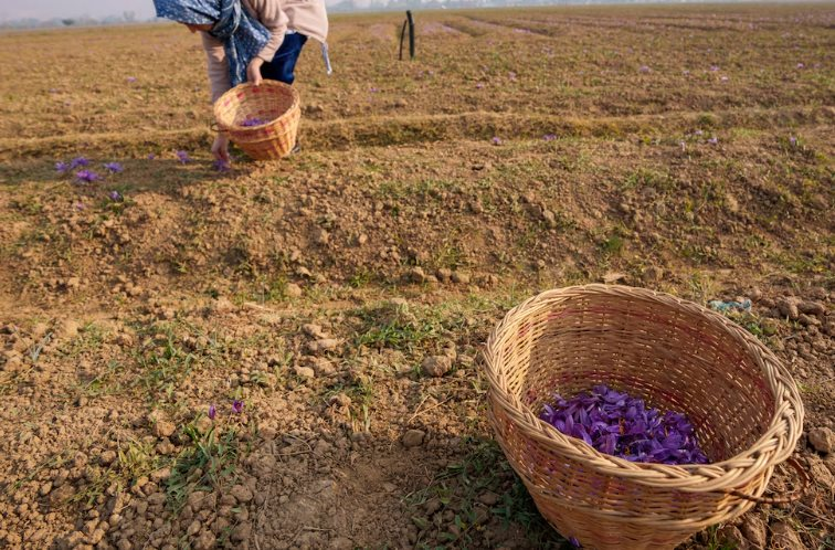 Gia vị đắt nhất thế giới bất ngờ gặp 