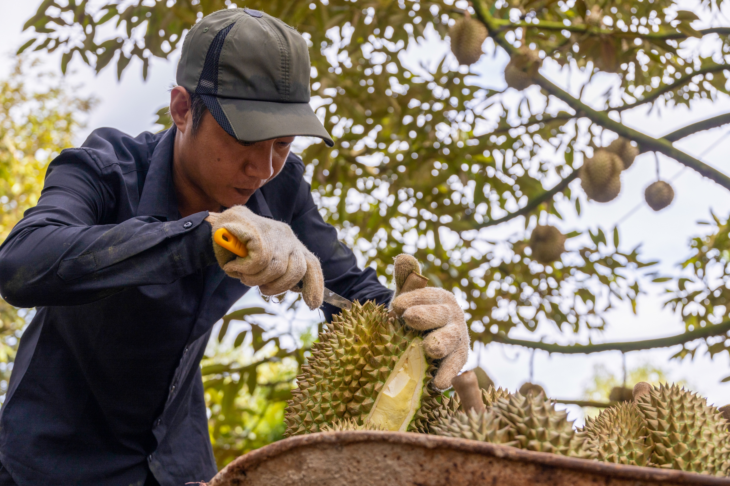 Sầu riêng Việt Nam sắp vượt Thái Lan ở thị trường Trung Quốc?
- Ảnh 1.
