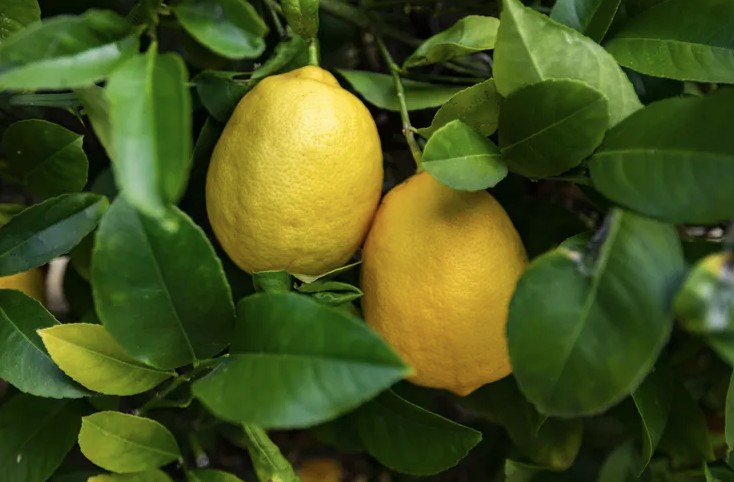 Mỹ giới thiệu 7 cây ăn quả trồng trong chậu rất hợp: Số 3 người Việt biết trồng từ lâu- Ảnh 1.