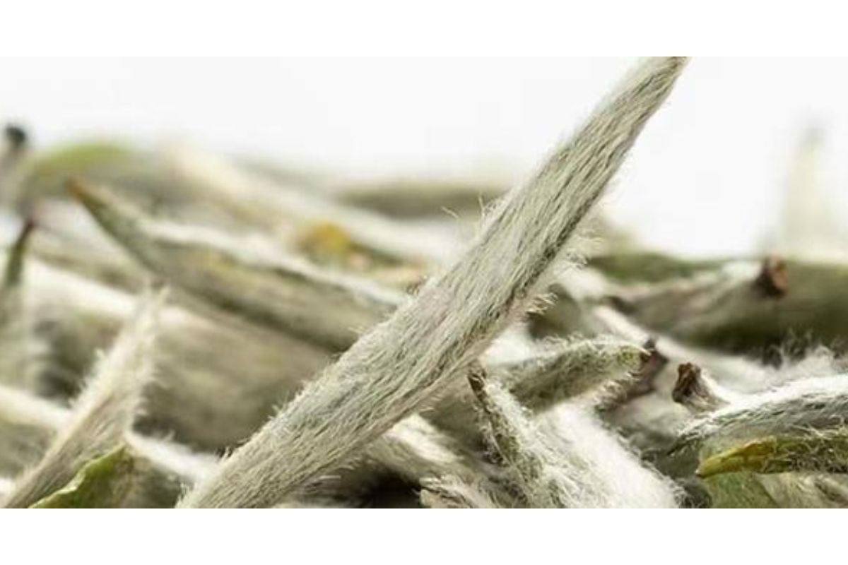 Loại trà gần 700 triệu đồng/kg ở Việt Nam: Sống ở độ cao trên 1.500 m, có tới 3 lý do khiến giá đắt đỏ- Ảnh 1. Loại trà gần 700 triệu đồng/kg ở Việt Nam: Sống ở độ cao trên 1.500 m, có tới 3 lý do khiến giá đắt đỏ- Ảnh 1.