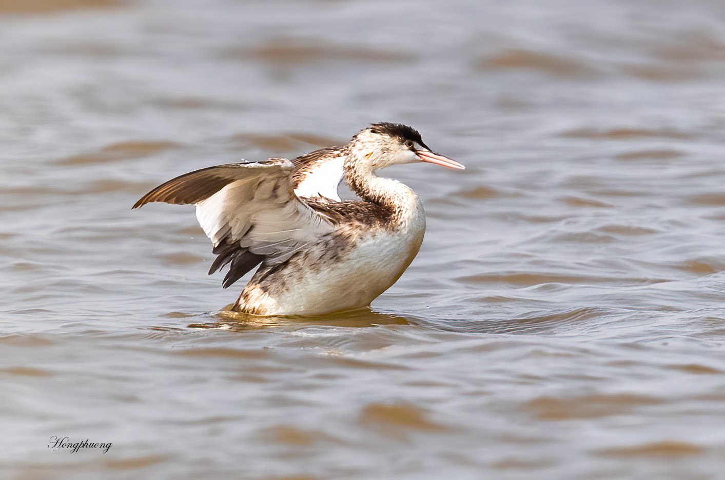 podiceps cristatus 1 podiceps cristatus 1